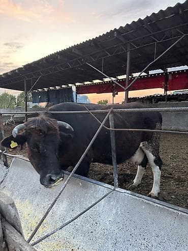 Айыл-чарба жаныбарлары: Сатам | Бука (эркек) | Бордоп семиртүү үчүн | Байланган — 3