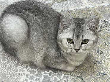 кошка британка: Британская короткошёрстная, 1 год, Девочка, Серебристая шиншилла, Приучена к лотку, Проглистована, С прививками — 5