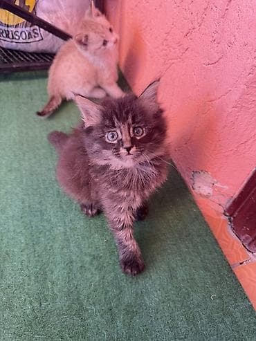 мэйн кун: Мейн-кун, 1 айлык, Ургаачы, Лотокко барууга үйрөтүлгөн — 4