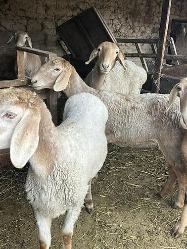 жаны асый: Сатам | Ургаачы кой (ургаачы) — 7