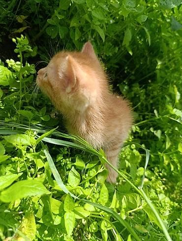 рыжие котята: Отдам котят, умные, милые, к лотку приучены, кушают всё, родились — 3