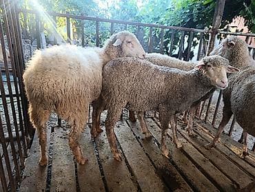кошка купить бишкек: Продаю | Овца (самка) | Меринос | На забой, Для разведения, Для шерсти — 4