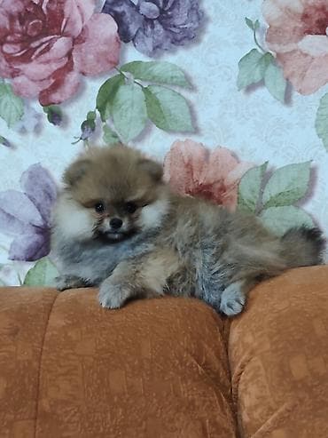 померанский шпиц бу цена: Шпиц, 2 месяца, Самка, С прививкой — 4