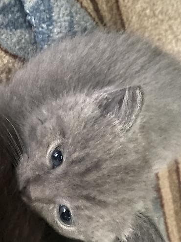 Животные: Пушистые котята серого (дымчатого) окраса. - Окрас: равномерный серый — 1