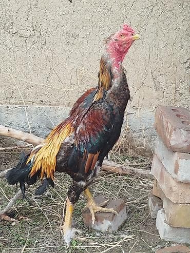 х5 bmw: Электровелосипед, Б/у — 3