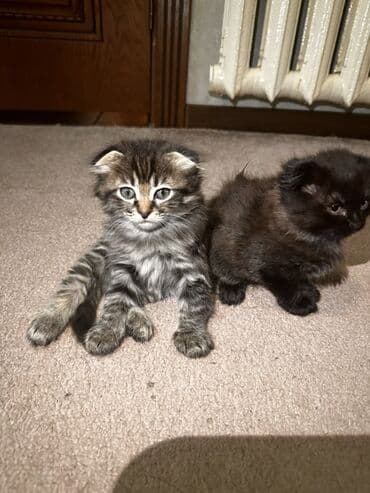 кот вислоухий купить: Шотландские котята с вислыми ушками (fold). На фото — два малыша: - — 1