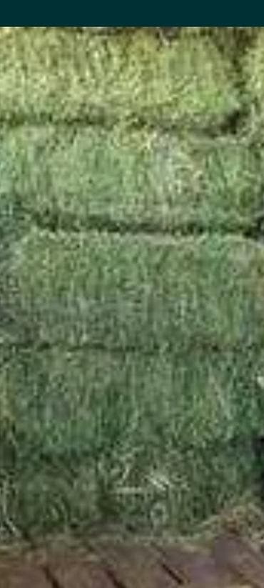 Продаю тюки клевера 3 укос 430 сом