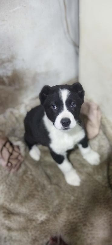 Үй жаныбарлары үчүн товарлар: Щенок, черно-белая окраска, вероятно метис средних пород. - Возраст — 2