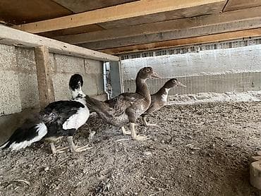 продаю утка: Мускусные утки (индоутки), молодняк 6 штуки Дополнительно: мускусные — 2