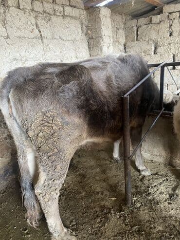 Продаю | Бык (самец) | На откорм | Привязанные at lalafo.kg Продаю | Бык (самец) | На откорм | Привязанные