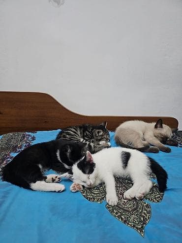 scottish fold: 2 месяца, Девочка, Приучена к лотку — 6