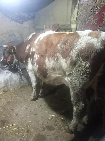 Услуги ветеринара: Продаю | Корова (самка) | Полукровка, Голштин, Алатауская | Для разведения, Для молока | Стельные, После отела, Привязанные — 1