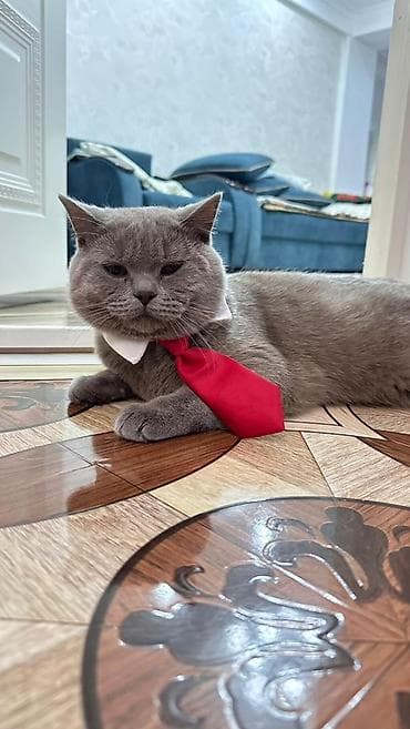 кролики фландр: Вязка: Британская короткошёрстная, Мальчик, 1 год, Голубой — 2