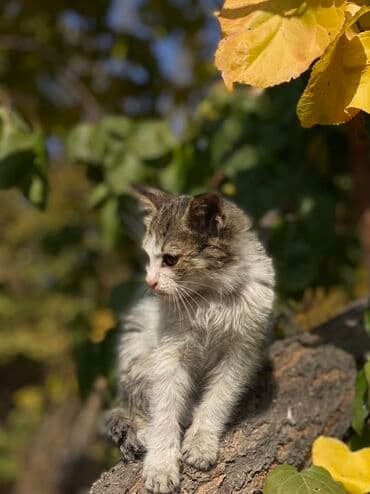 золотой ретривер щенок: Беспородная, 2 месяца, Мальчик, Биколор, Проглистована, С прививками, Приучена к лотку — 2