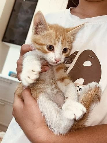1 мальчик 2 котенка фулл: Беспородная, 2 месяца, Девочка, Рыжий, Приучена к лотку — 5