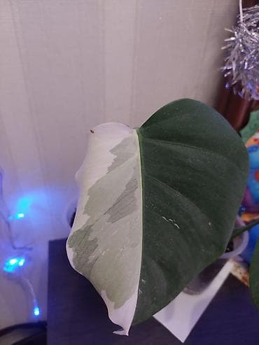 Монстеры: Монстера вариегатная (Monstera deliciosa variegata) - Крупный лист с — 1