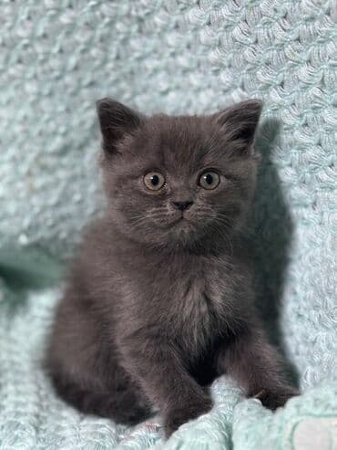 оборудование для кур несушек: К вашему вниманию прекрасные шотландцы от хорошей пары! котята — 5