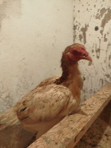 животные в добрые руки: Продоётся — 7