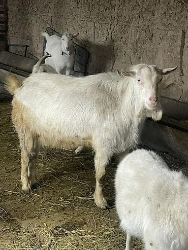 карова швицкая: Продаю | Козёл (самец) — 1