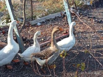 Другие с/х животные