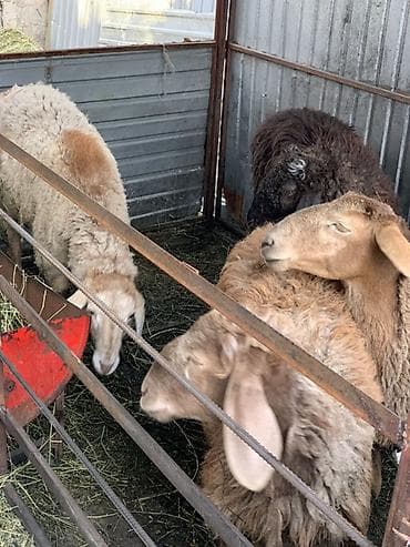 Үй жаныбарлары: Сатам | Ургаачы кой (ургаачы), Кочкор (эркек) | Көбөйтүү үчүн — 2