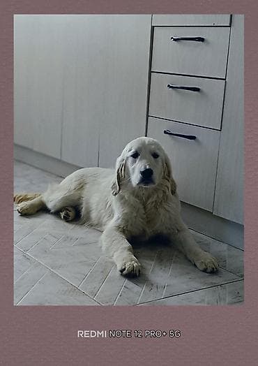 Ретривер, 5 месяцев, Самка, С родословной