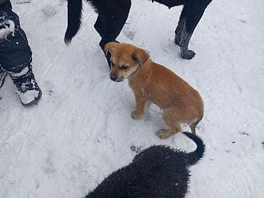 собака питбуль купить: Отдам даром щенят. есть 1 мальчик и 3 девочки. вырастут средними — 9