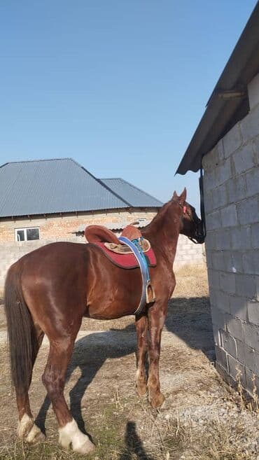 переноска для животных: Продаю | Конь (самец) — 2