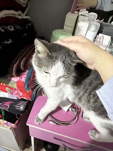 вислоухий кот бишкек: Кошка даром: Беспородная, Девочка, Приучена к лотку — 7