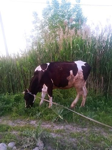 продам сельхоз животных: Первотелка голштинской породы,покрыта краснопестрой голштинское — 2
