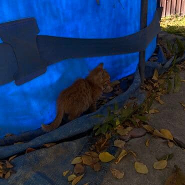 продажа щенков немецкой овчарки в бишкеке с документами: Котята, помёт разноокрасочный. Описание: - Возраст: на вид несколько — 5