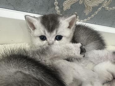 британская шоколадная кошка: Британские короткошерстные котята, окрас шиншилла/силвер-шейдед. - — 5