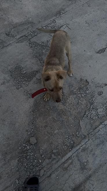 сеттер: Стаффоршид терьер, 6 айлык, Эркек — 6