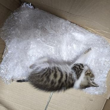 рыжие котята: Котёнок, тигрово-белый окрас (таби), короткошёрстный. Компактный, с — 3