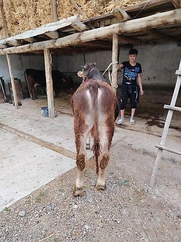 куплю козу на мясо: Продаю | Бык (самец) | На откорм — 2