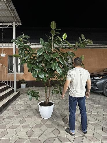 фикусы: Фикус эластика (Каучуковое дерево) в горшке Цена 20000 сом - — 5