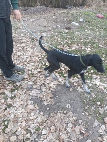 курцхаар щенок: Продам собаку реальному покупателю сделаю хорошую скидку — 4