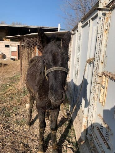 корм для домашних животных: Продаю | Жеребенок | Рабочий — 15