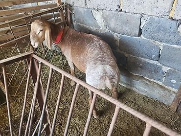 куплю корову в кара балте: Продаю | Баран (самец) | Арашан | Для разведения | Племенные — 3