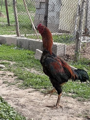 Продаю | Петух | Бойцовая, Дакан | Для разведения