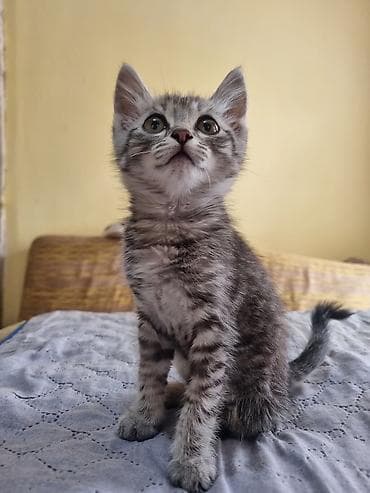 продам сову: Котёнок серый тигровый - Возраст: примерно 1,5–2 месяца (по фото — — 2