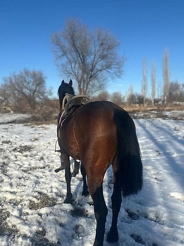 продаю верблюд: Продаю | Жеребец | Рабочий — 4