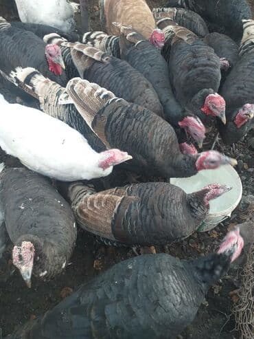 вольеры для собак бу: Продаю | Индюк (самец) | Для разведения | Племенные — 4