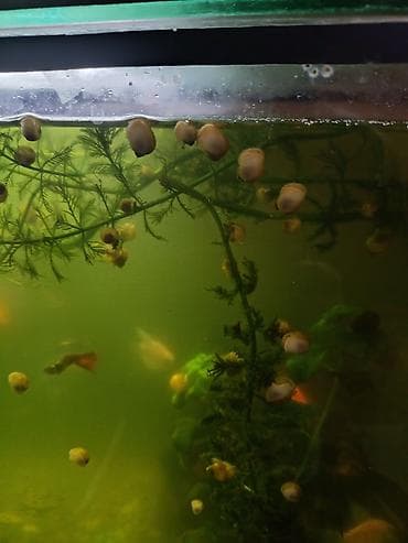 рыбки цена: На последнем фото какая вырастет по 50 сомов, оптом по 40 сомов — 3