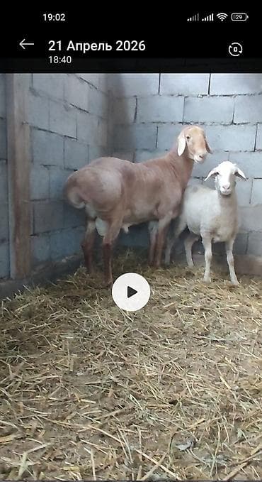 красный речка: Продаю | Баран (самец) | Полукровка | На забой, Для разведения | Осеменитель — 2