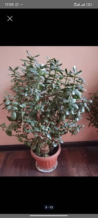 Комнатные растения в горшках 1) Фикус эластика (Ficus elastica) -