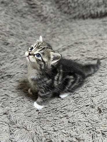 Үй жаныбарлары: 🐾 Шотландские котята мраморного окраса (скоттиш-страйт/скоттиш) — 7