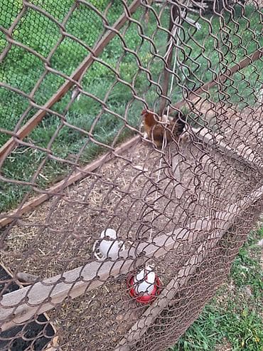 кошка жалал абад: Сатам | Тооктор | Үй | Көбөйтүү үчүн — 2