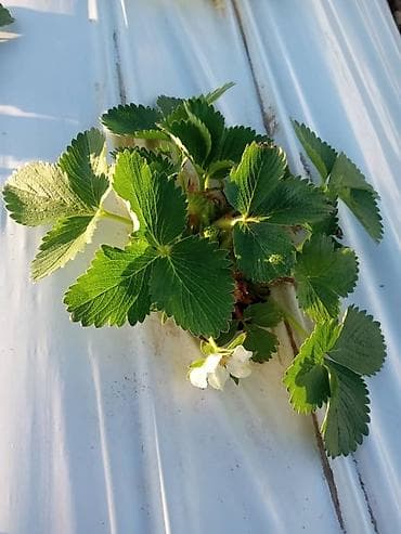 кукуруза на попкорн: Саженцы (Көчөт) Клубника Альбион сатылат. Ачык тамыр, жерден казылган — 3