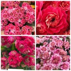 тюльпан гулу жонундо маалымат кыргызча: В продаже детки представленных растений детки каланхоэ по 150 с,детки — 4